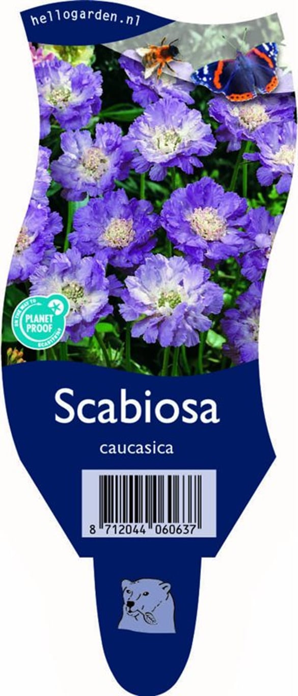 Scabiosa caucasica - P11